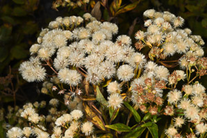 Doellingeria umbellata (flat-topped white aster, umbellate aster, parasol whitetop, tall flat-topped white aster)