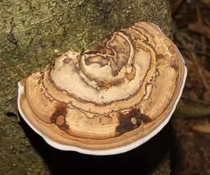Fomes fomentarius (tinder fungus, hoof fungus)