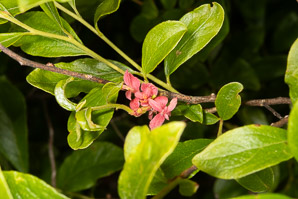 Gaylussacia baccata (black huckleberry, common huckleberry)