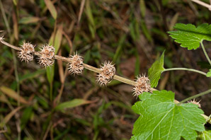 Leonurus cardiaca (motherwort, lion’s tail, heartwort, common motherwort)