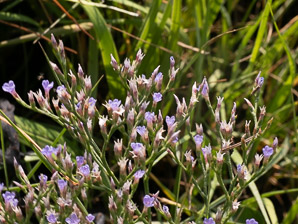 Limonium carolinianum (Carolina sea-lavender, canker root, ink root, marsh root, lavender thrift, American thrift, seaside thrift)