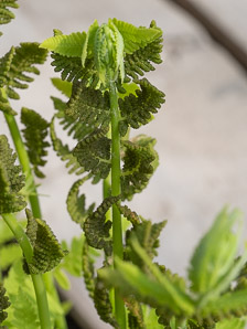 Osmunda claytoniana (interrupted fern)