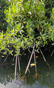 Rhizophora mangle (red mangrove)