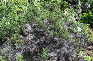 Scutia spicata (spiked thorn, barberry shrub)