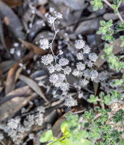 Tiquilia galapagoa (gray matplant, tiquilla)