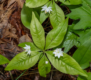 Trientalis borealis (starflower, may star, Star-of-Bethlehem)