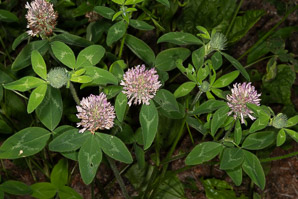 Trifolium pratense (pink clover, red clover)