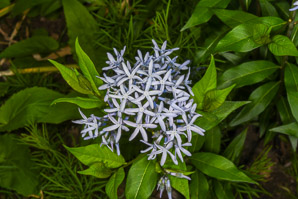 Amsonia tabernaemontana (dwarf bluestar, common bluestar, eastern bluestar)
