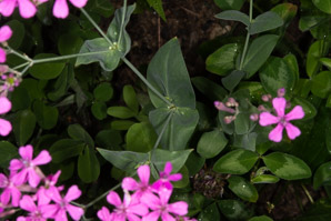 Atocion armeria (sweet William catchfly)