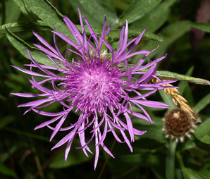 Centaurea nigrescens (short-fringed knapweed, Tyrol knapweed)