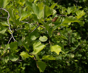 Crataegus submollis (Quebec hawthorn)