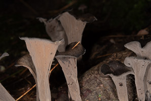 Craterellus cornucopioides (black trumpet, horn of plenty, black chanterelle, trumpets du mort)