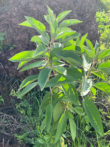 Croton scouleri (Galápagos croton, chala, Galapagos croton)