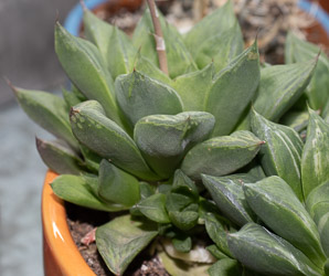 Haworthia retusa (star cactus)