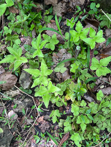Hemionitis palmata (strawberry leaf fern, star fern, palm fern, powder fern, starfern)