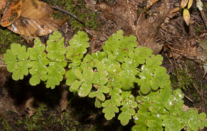 Histiopteris incisa (bat’s wing fern, water fern, fern mata, batwing fern)