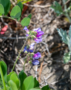 Lathyrus japonicus (beach pea, sea pea, circumpolar pea, sea vetchling)