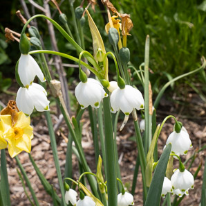 Leucojum aestivum (summer snowflake, giant snowflake, Loddon lily)