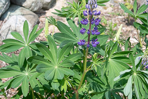 Lupinus perennis (lupine, wild lupine, sundial lupine)