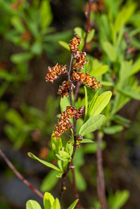 Myrica gale (sweet gale, bog myrtle, sweetgale)