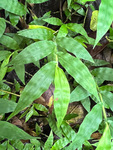 Oplismenus hirtellus (wavyleaf basketgrass, basketgrass)