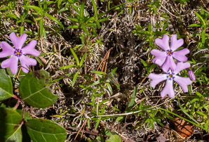 Phlox subulata (phlox, moss phlox)