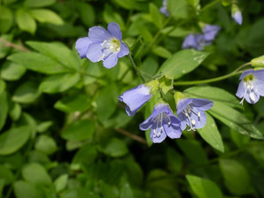 Polemonium reptans (spreading Jacob’s ladder, creeping Jacob’s ladder, false Jacob’s ladder, abscess root, American Greek valerian, blue bells, stairway to heaven, sweatroot, Greek valerian)