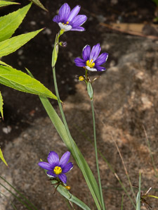 Sisyrinchium angustifolium (blue-eyed grass, narrow-leaved blue-eyed grass, narrowleaf blue-eyed grass)
