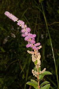 Spiraea tomentosa (steeplebush, hardhack)