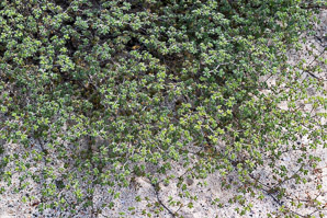 Tiquilia galapagoa (gray matplant, tiquilla)