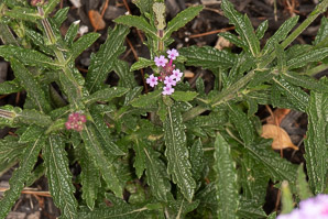 Verbena bonariensis (purpletop vervain, tall verbena, clustertop vervain, pretty verbena)