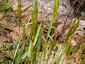 Anthoxanthum odoratum (sweet vernal grass, sweet vernalgrass)