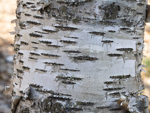Betula papyrifera (American white birch, paper birch, canoe birch, silver birch, American birch, white birch)