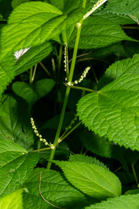 Boehmeria cylindrica (false nettle, bog hemp, smallspike false nettle)