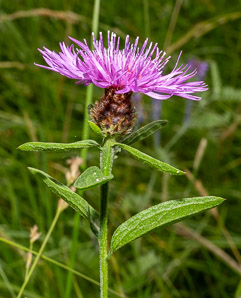Centaurea nigrescens (short-fringed knapweed, Tyrol knapweed)