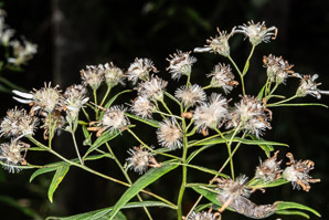 Doellingeria umbellata (flat-topped white aster, umbellate aster, parasol whitetop, tall flat-topped white aster)