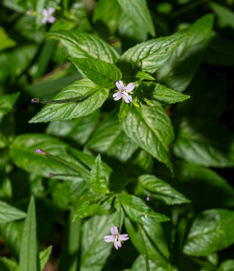 Epilobium coloratum (purpleleaf willowherb, cinnamon willow-herb)