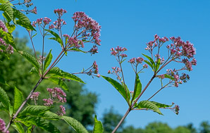 Eutrochium fistulosum (hollow Joe-Pye weed, trumpetweed, purple thoroughwort)