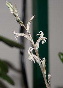 Haworthia retusa (star cactus)