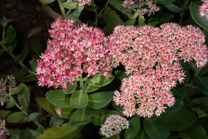 Hylotelephium spectabile (sedum, butterfly stonecrop, showy stonecrop)