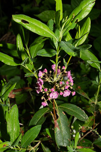 Kalmia angustifolia (sheep laurel)