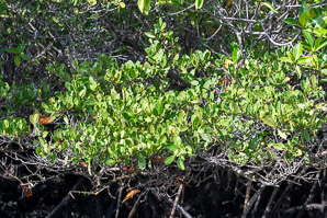Laguncularia racemosa (white mangrove)