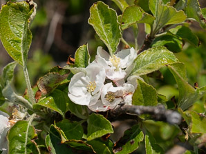 Malus pumila (apple, paradise apple)