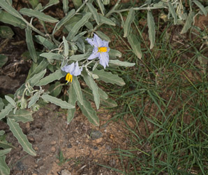 Solanum elaeagnifolium (silverleaf nightshade, prairie berry, silverleaf nettle, white horsenettle, silver nightshade, bull nettle, tomato weed, trompillo, buena mujer, tomatito de buena mujer, pera)