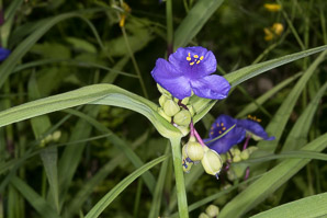 Tradescantia ohiensis (smooth spiderwort, bluejacket)