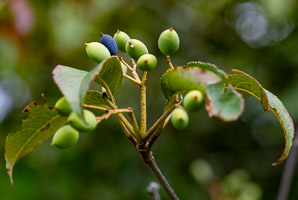 Viburnum lentago (nannyberry, sheepberry, sweet viburnum)