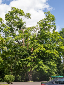 Acer saccharum (sugar maple)