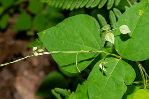 Amphicarpaea bracteata (American hog-peanut, ground bean, American hogpeanut)