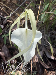 Brassavola nodosa