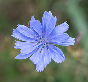Cichorium intybus (chicory)